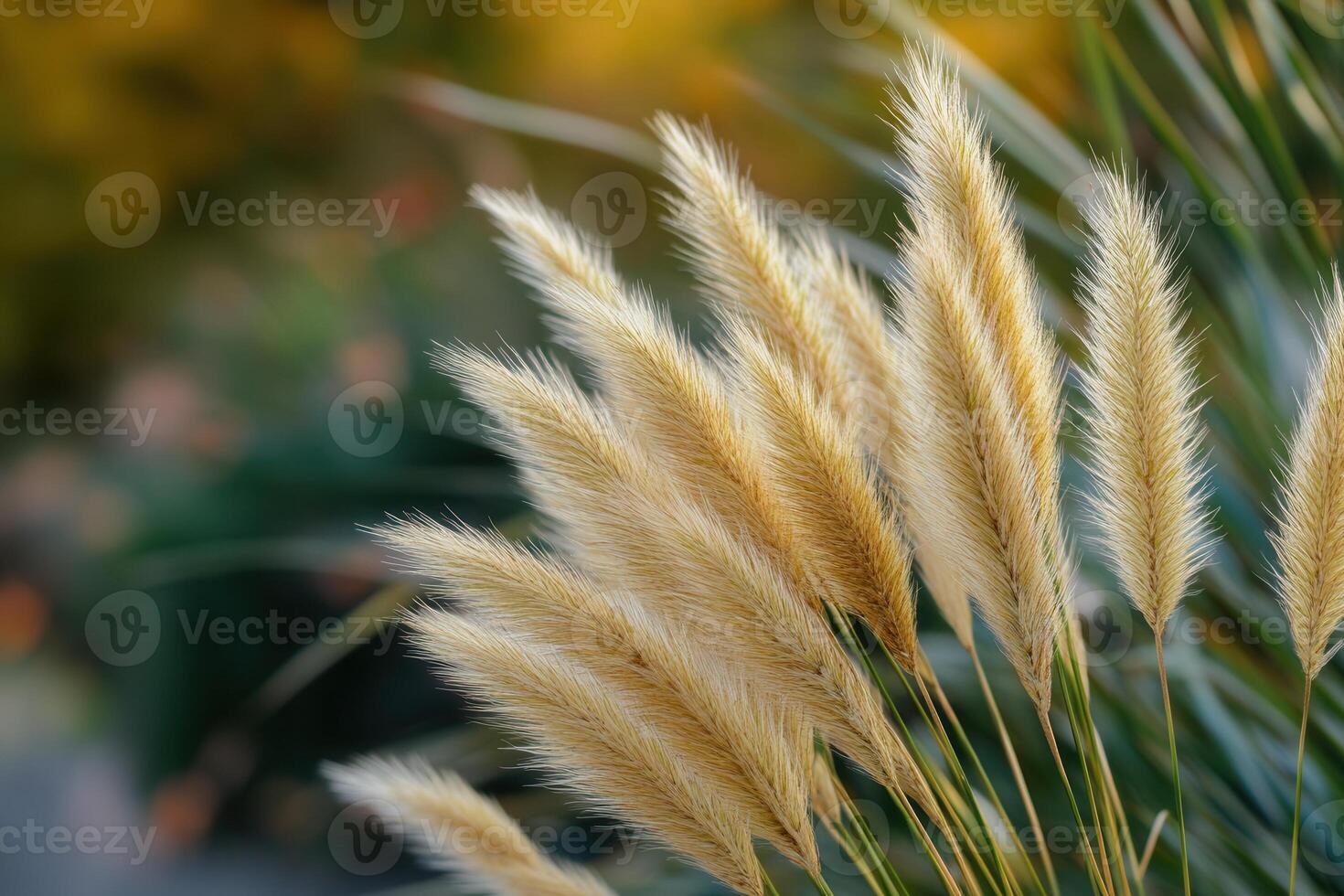 Soft golden grasses swaying in a natural setting. photo