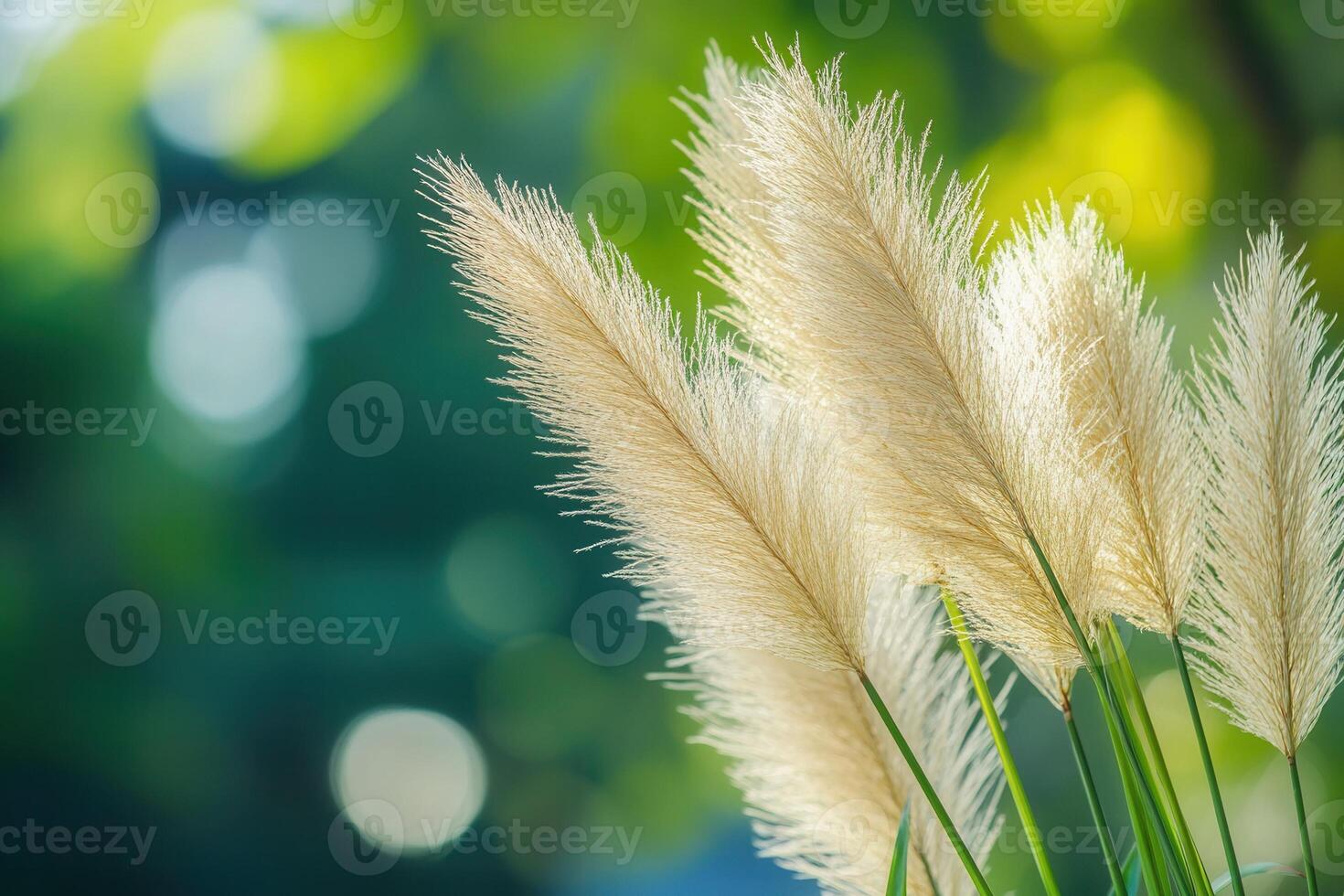 Soft, feathery grass swaying in a serene natural setting. photo