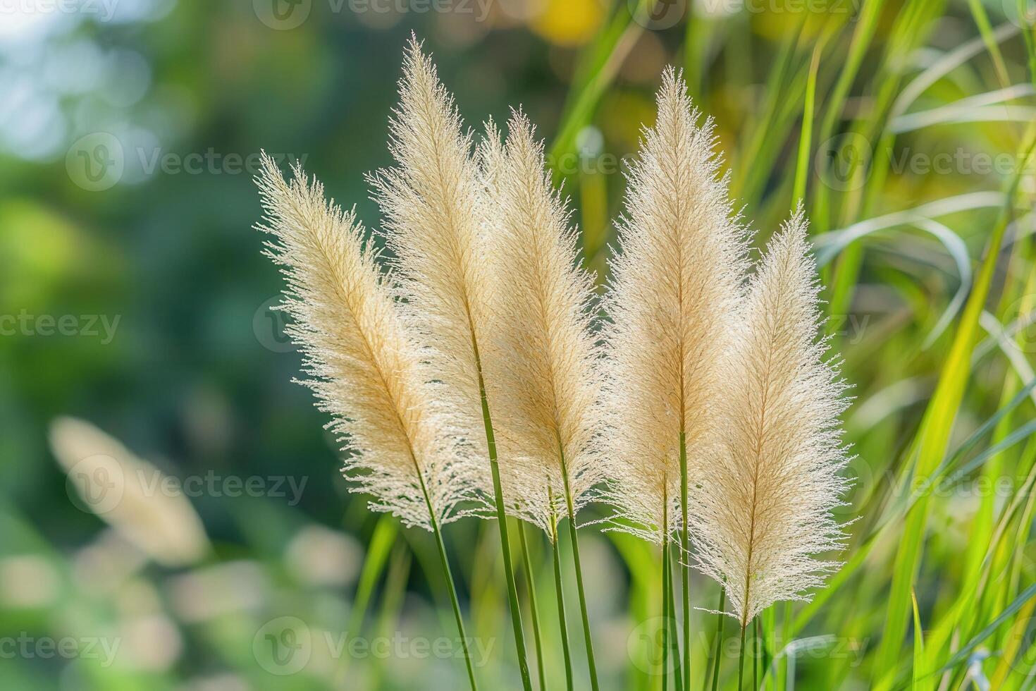 Soft, feathery grass swaying in a natural setting. photo