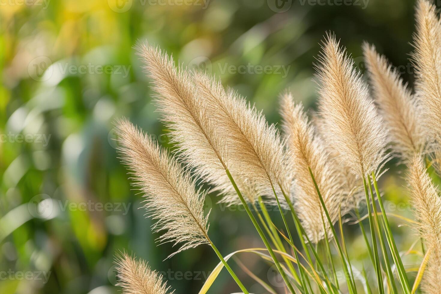 Soft, fluffy grass swaying in a natural setting. photo