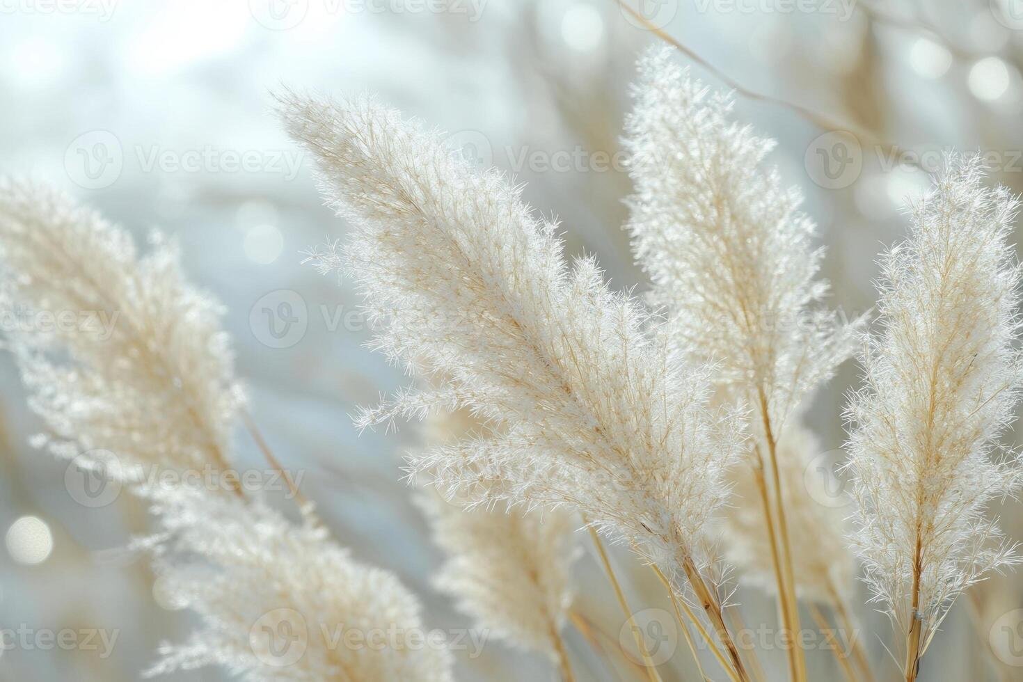 Soft, fluffy pampas grass swaying in gentle light. photo