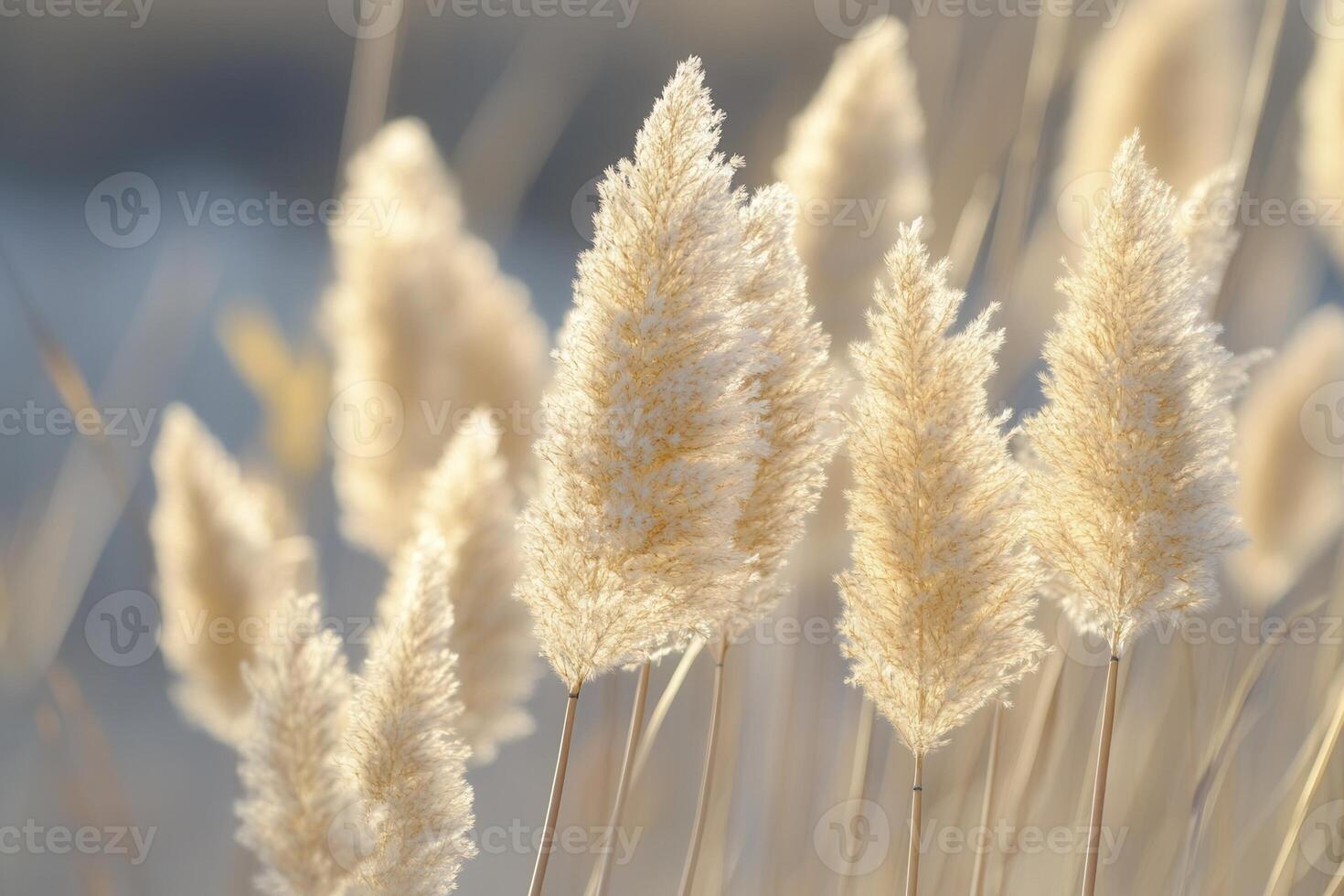 Soft, golden pampas grass swaying in gentle light. photo