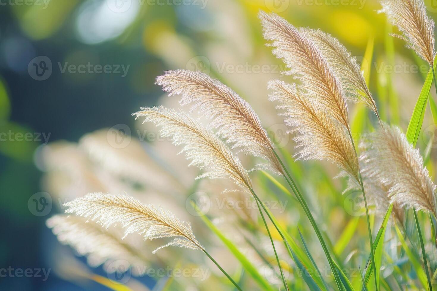 Soft, golden grasses swaying gently in sunlight. photo