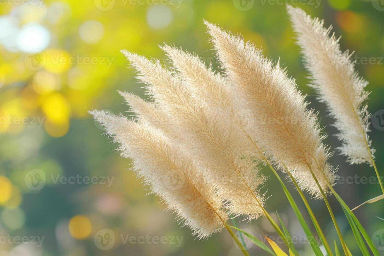 Soft, golden pampas grass swaying in gentle sunlight. photo