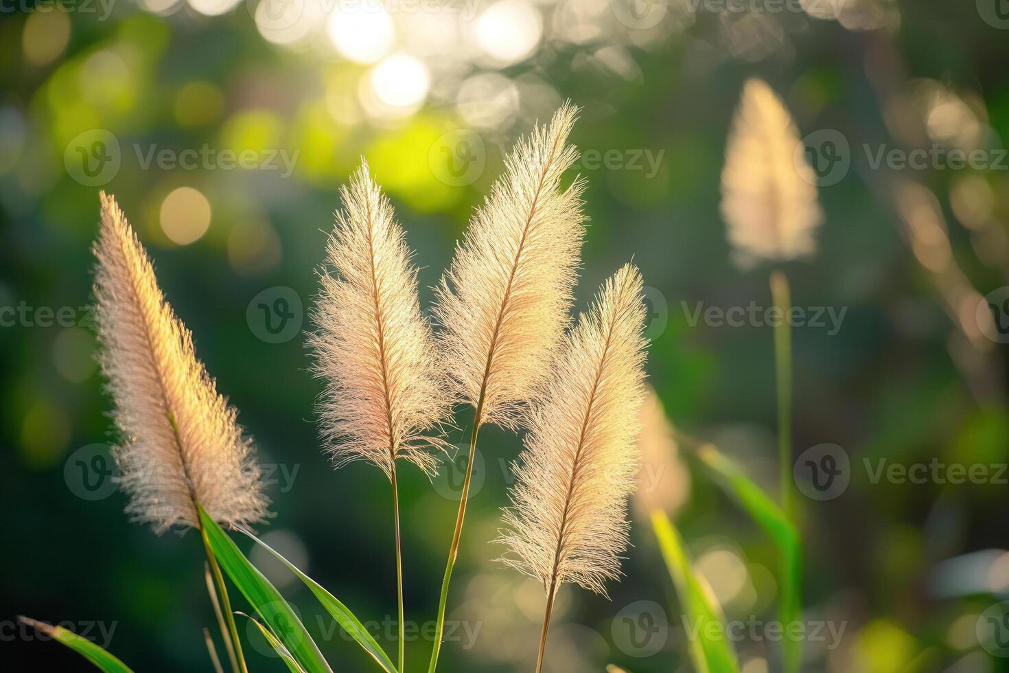 Soft, golden pampas grass swaying in gentle sunlight. photo