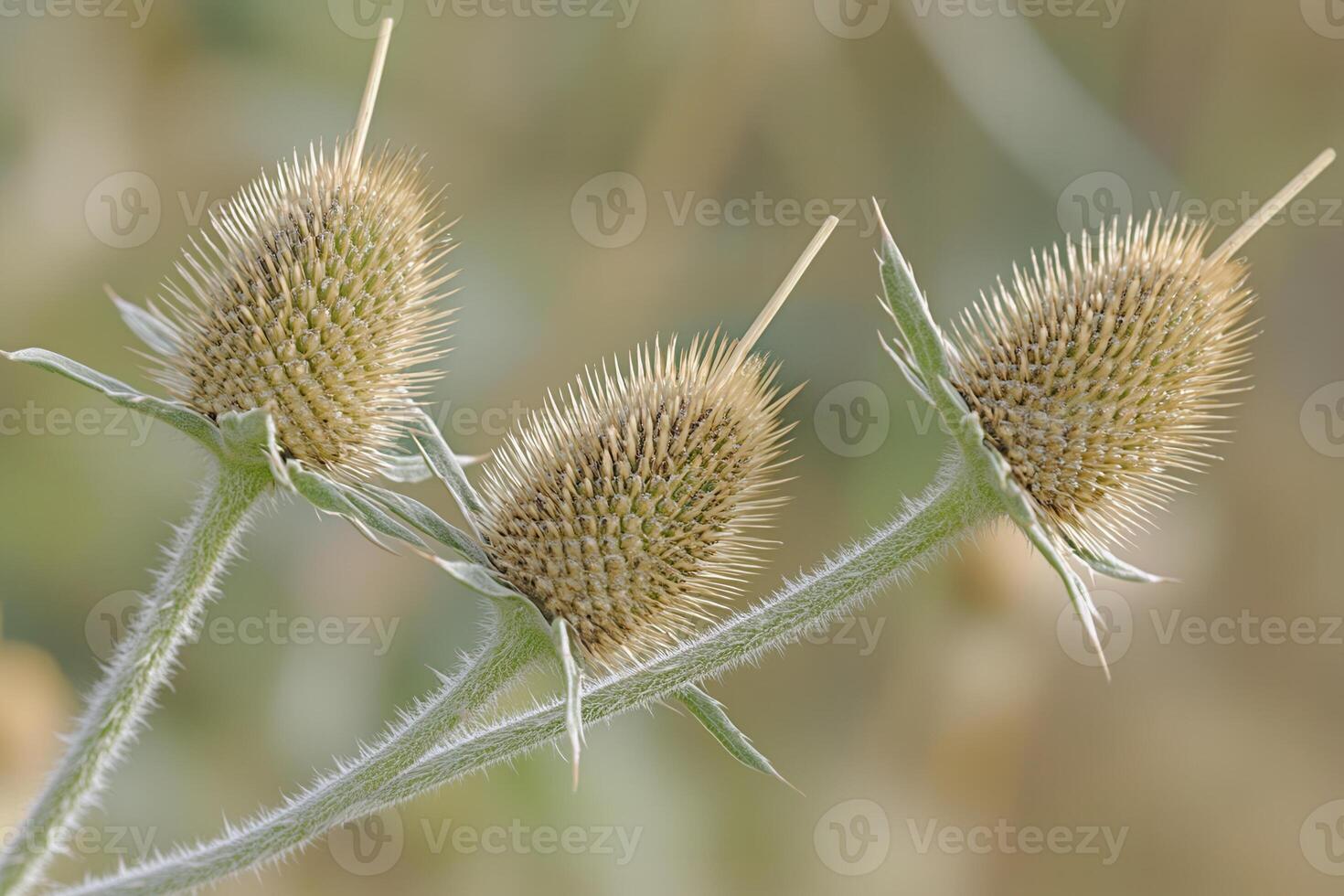 Spiky seed heads of a plant in natural setting. photo