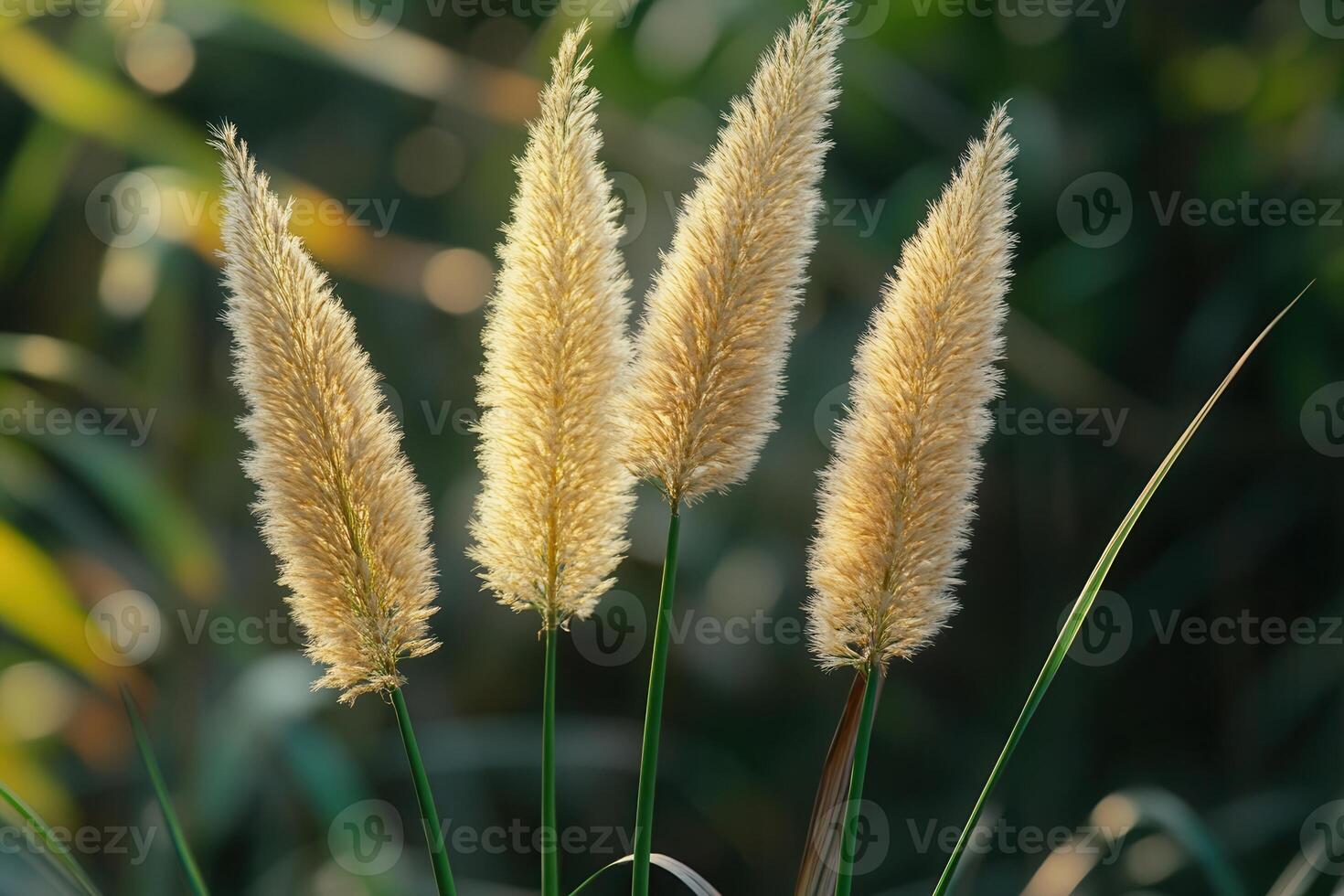 Soft, golden pampas grass swaying in the sunlight. photo