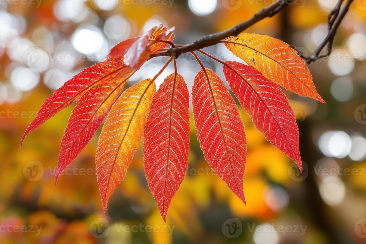 Vibrant autumn leaves showcasing seasonal colors. photo