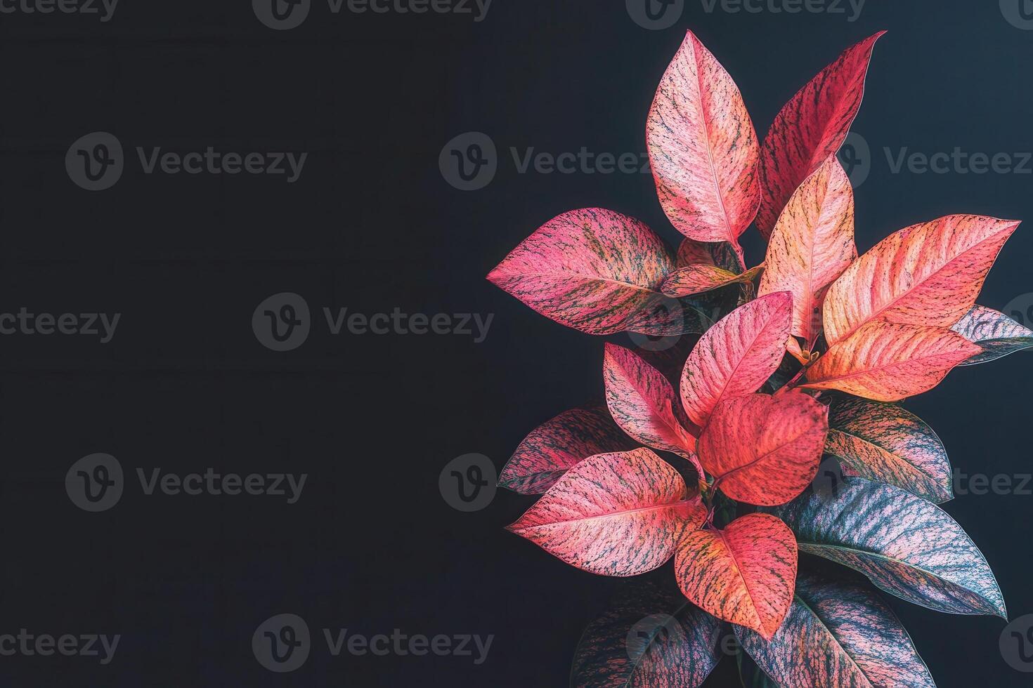 Vibrant leaves with colorful patterns on a dark background. photo