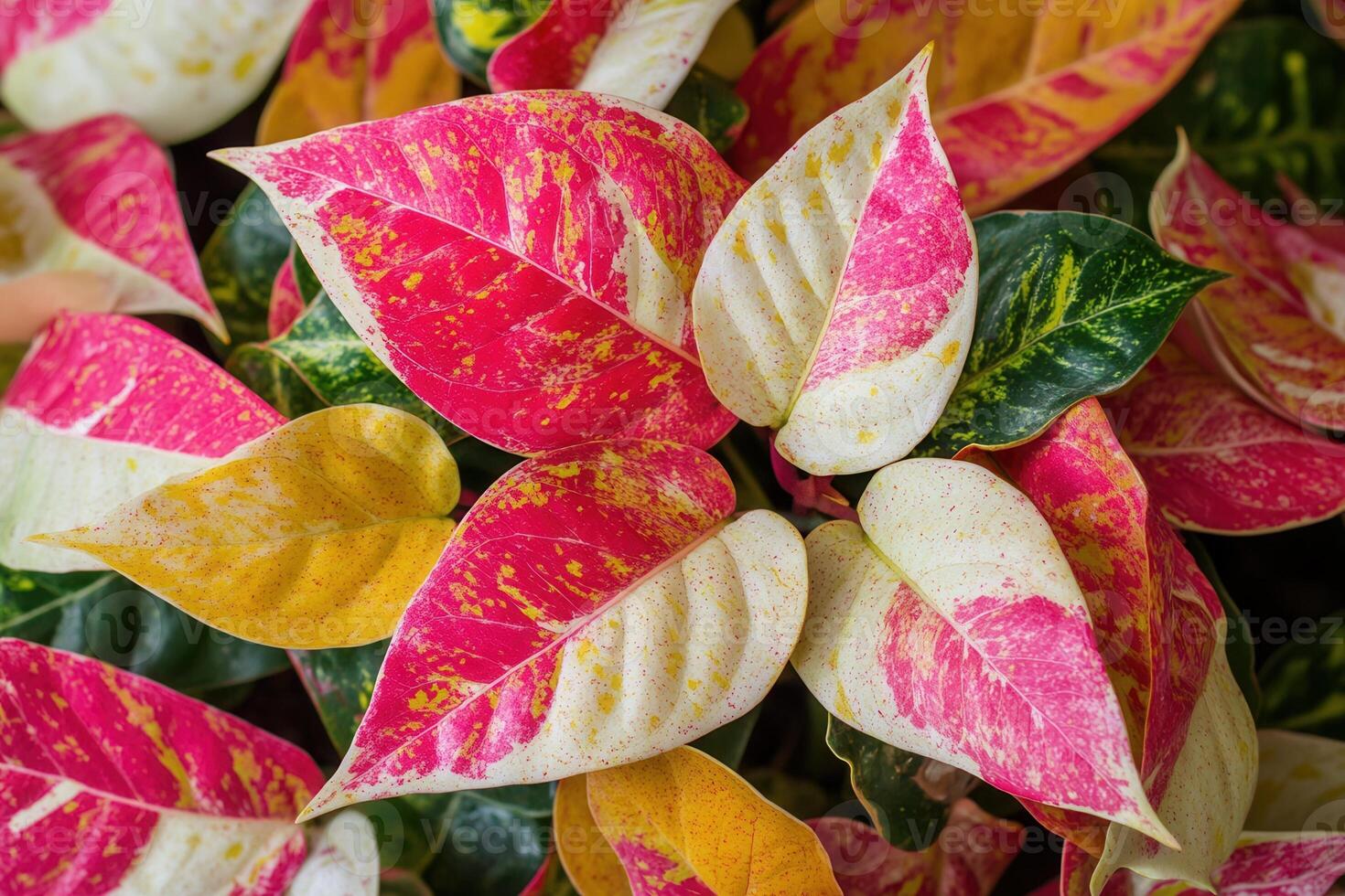 Vibrant leaves with pink, yellow, and green patterns. photo
