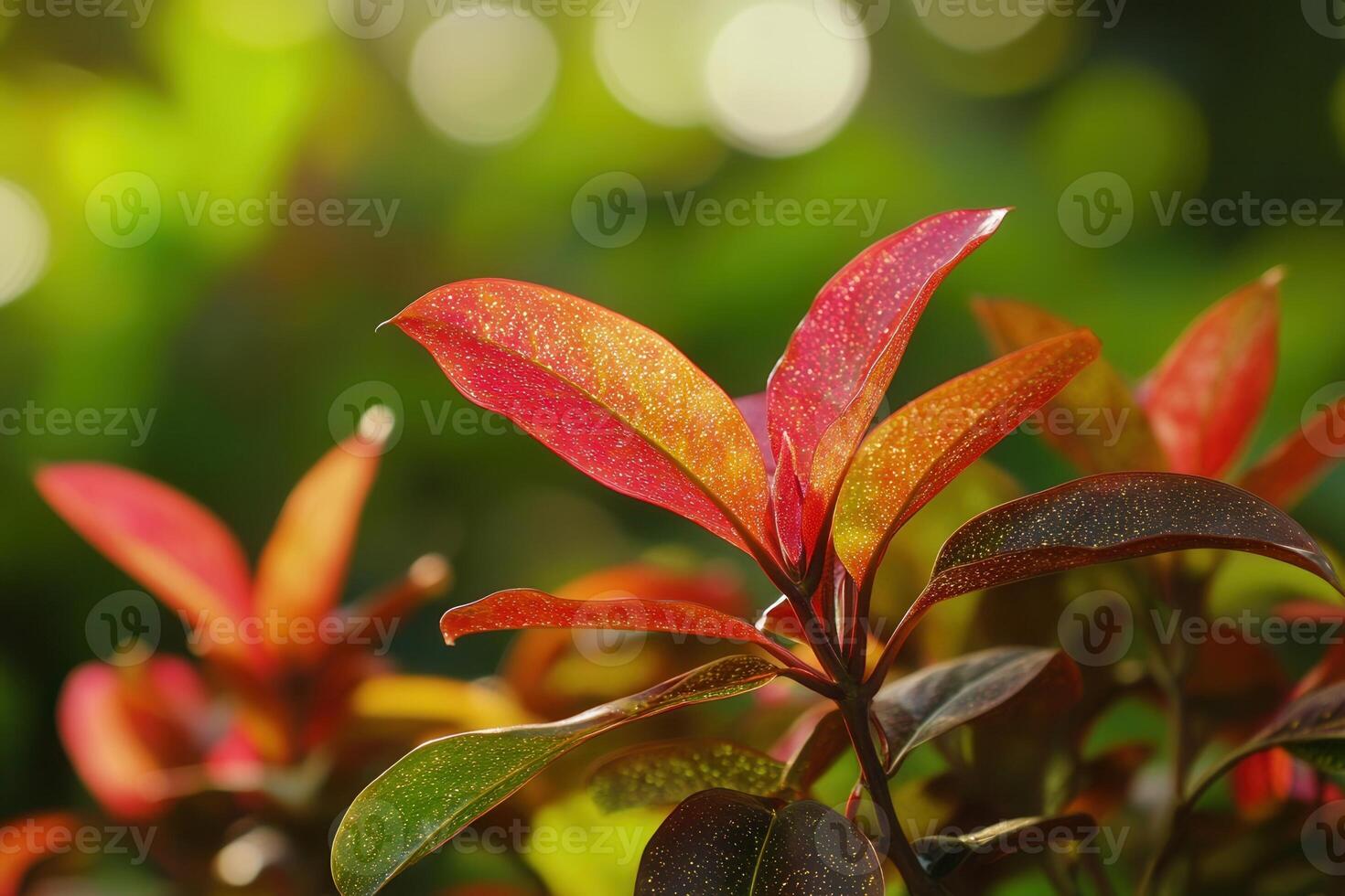 Vibrant leaves showcasing autumnal colors in sunlight. photo
