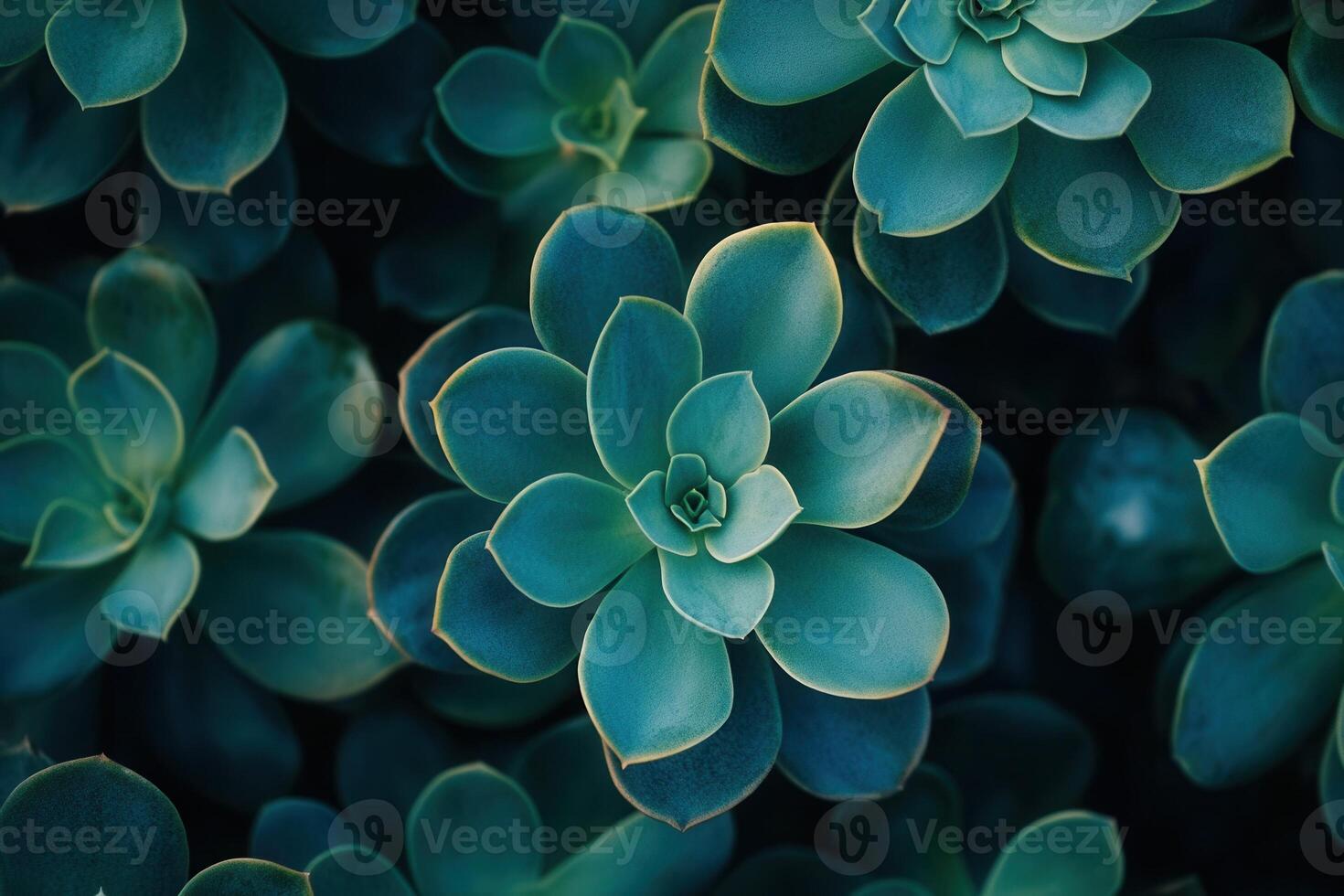 Lush green succulent plants with intricate leaf patterns. photo