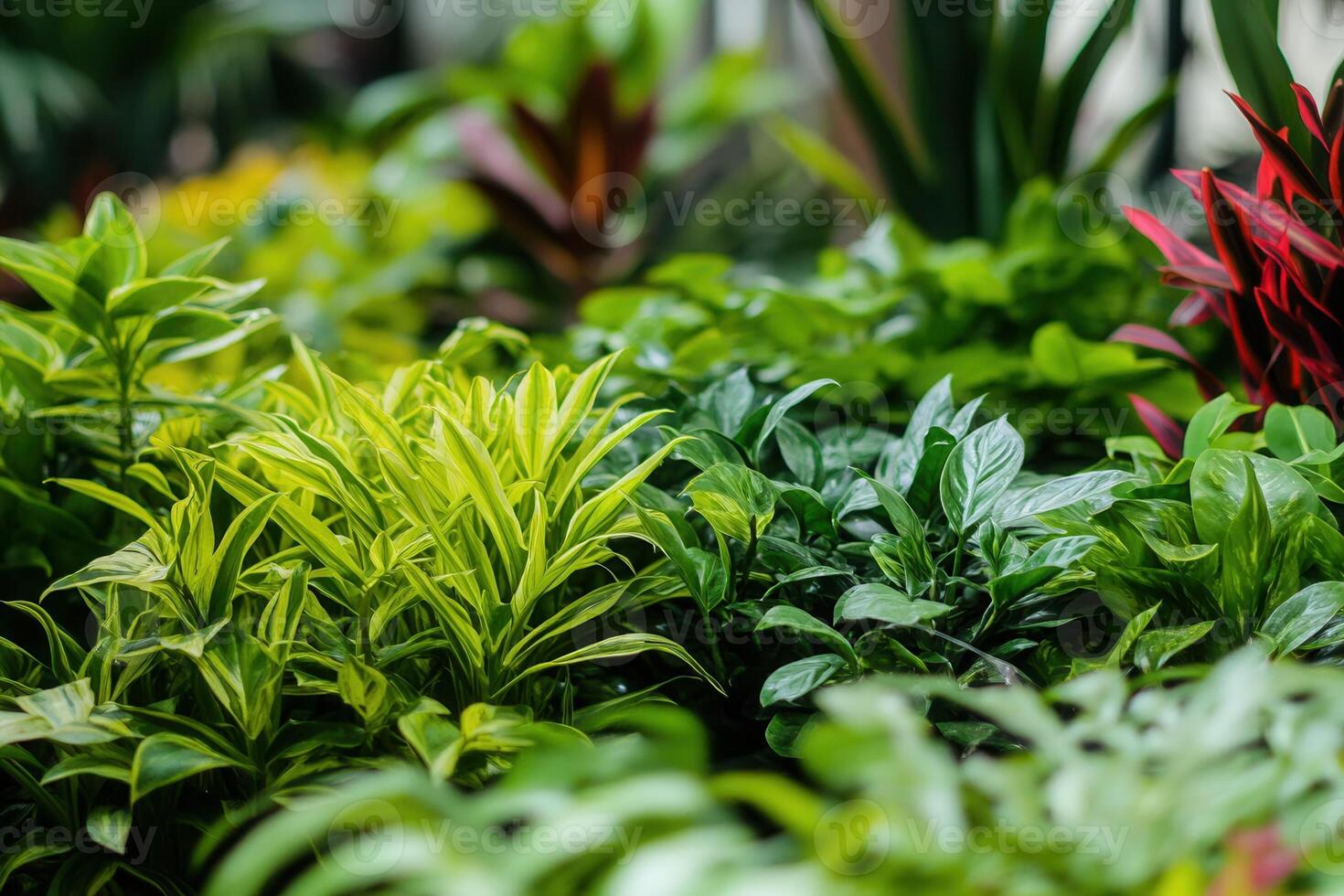 Lush greenery featuring various plants in vibrant colors. photo