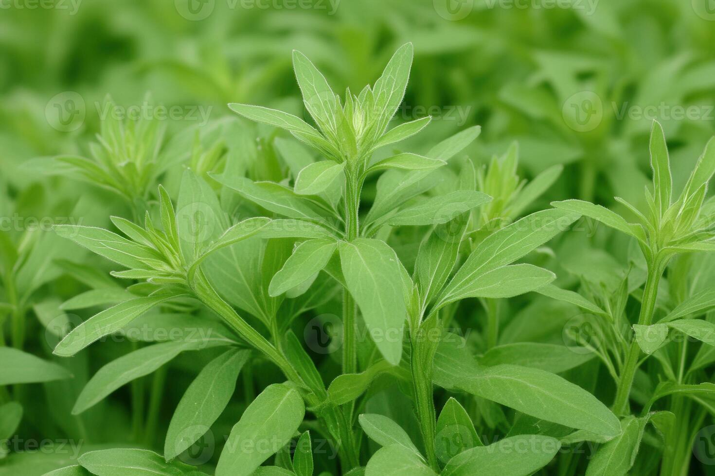 Lush green plants with vibrant leaves in a natural setting. photo