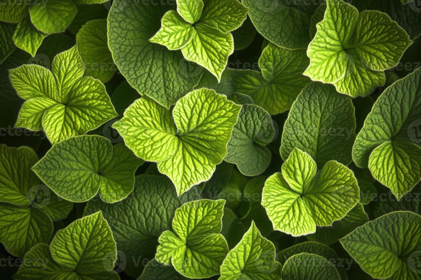 Lush green leaves with intricate textures and patterns. photo