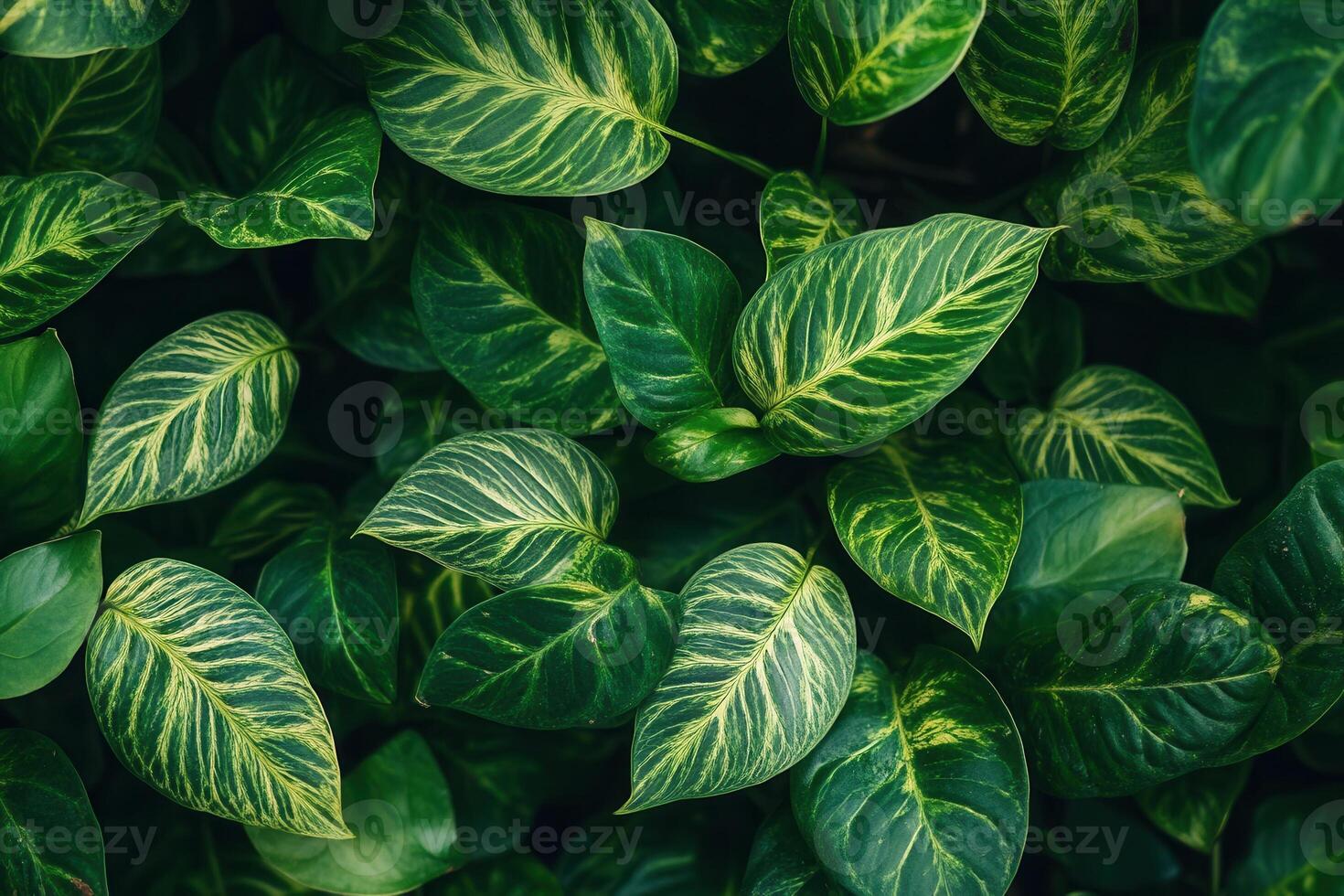 Lush green leaves with striking patterns and textures. photo
