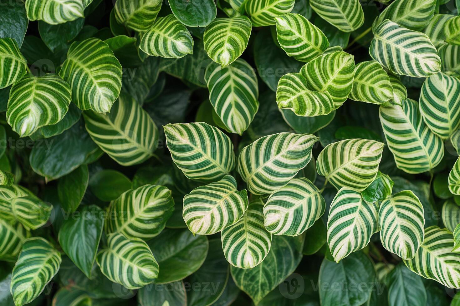 Lush green leaves with striking patterns and textures. photo