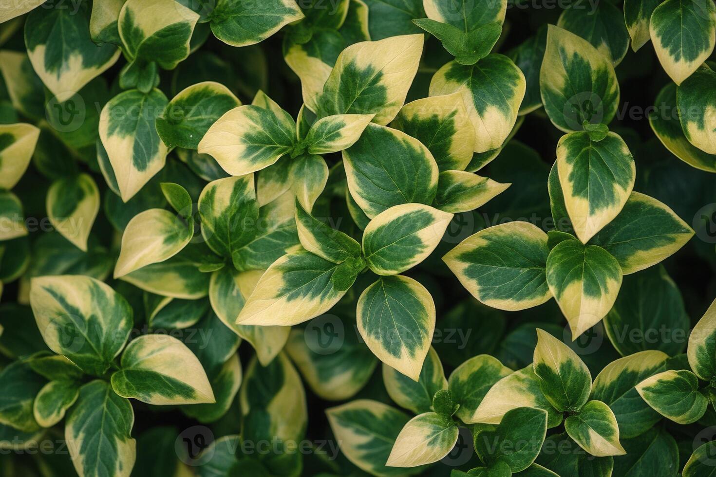 Lush green leaves with variegated patterns. photo