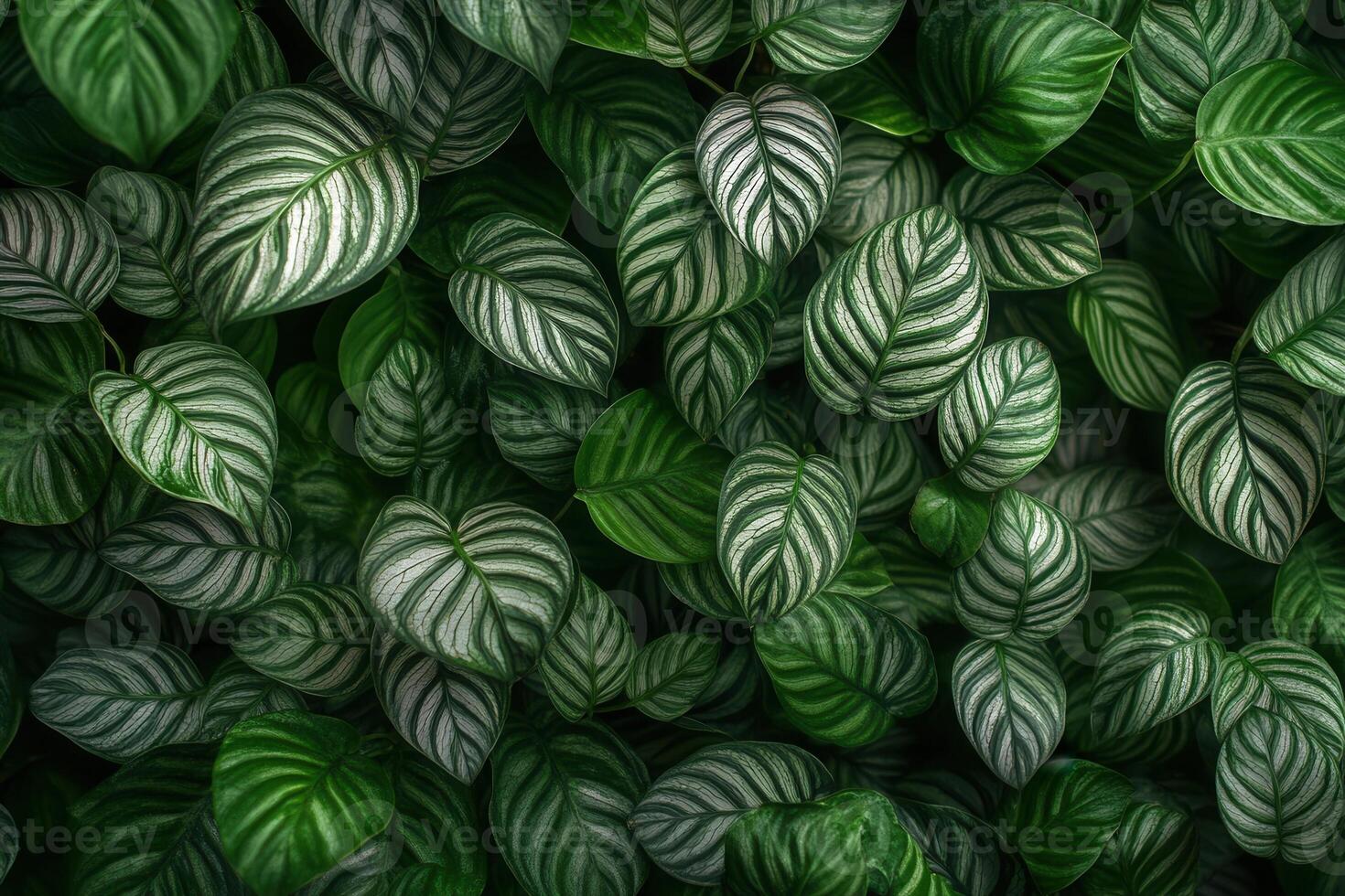 Lush green leaves with striking patterns and textures. photo