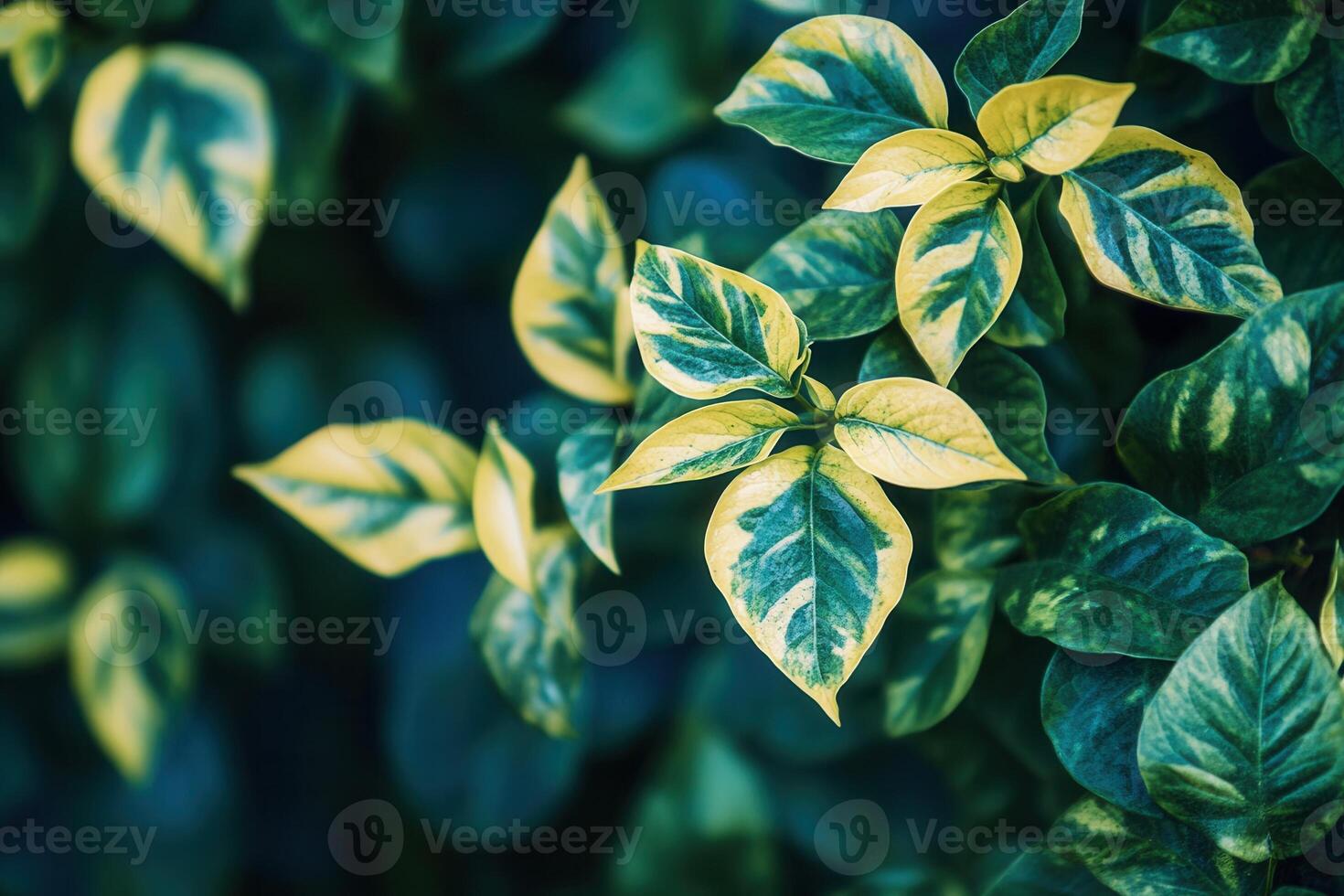 Lush green leaves with variegated patterns. photo