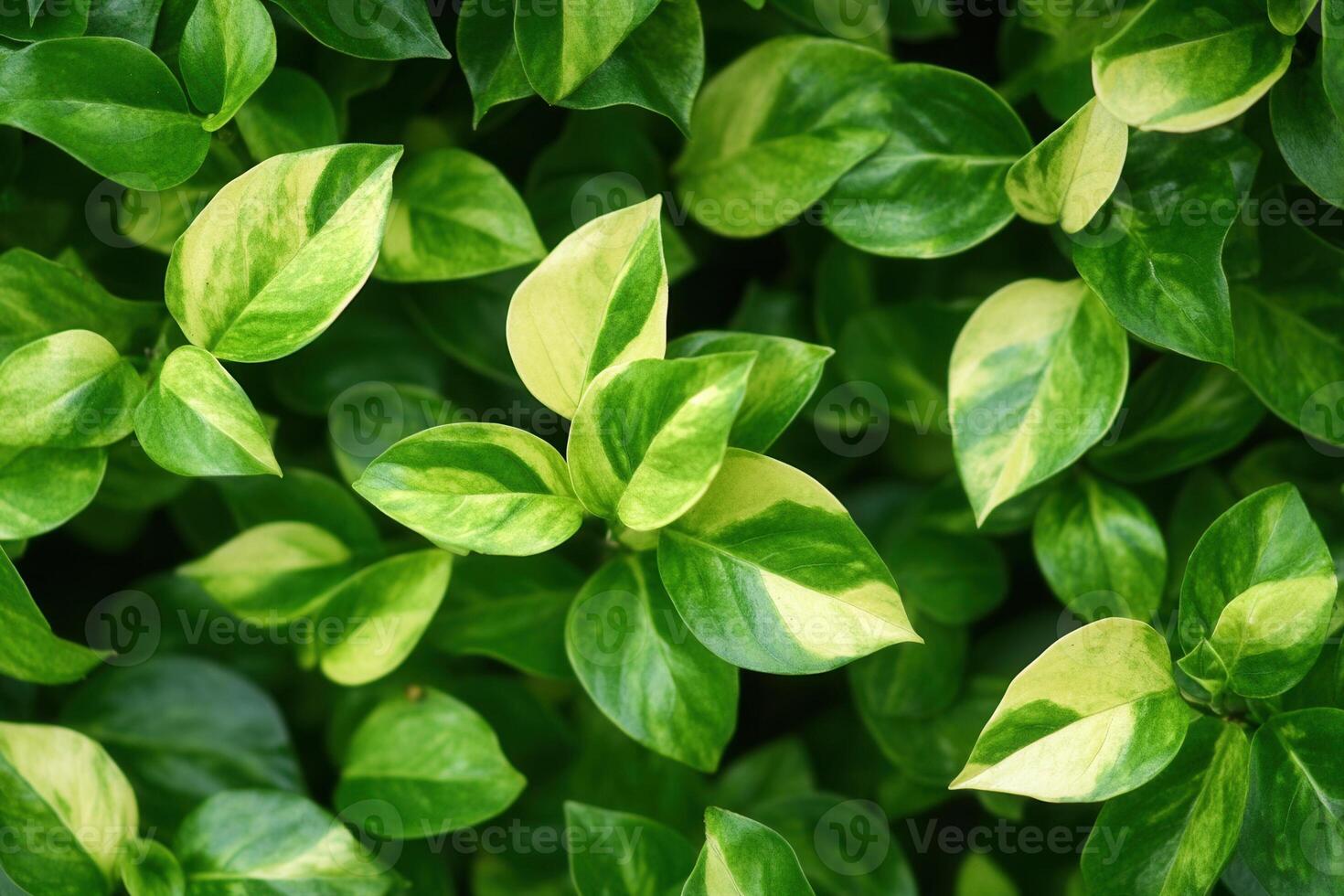Lush green leaves with variegated patterns. photo