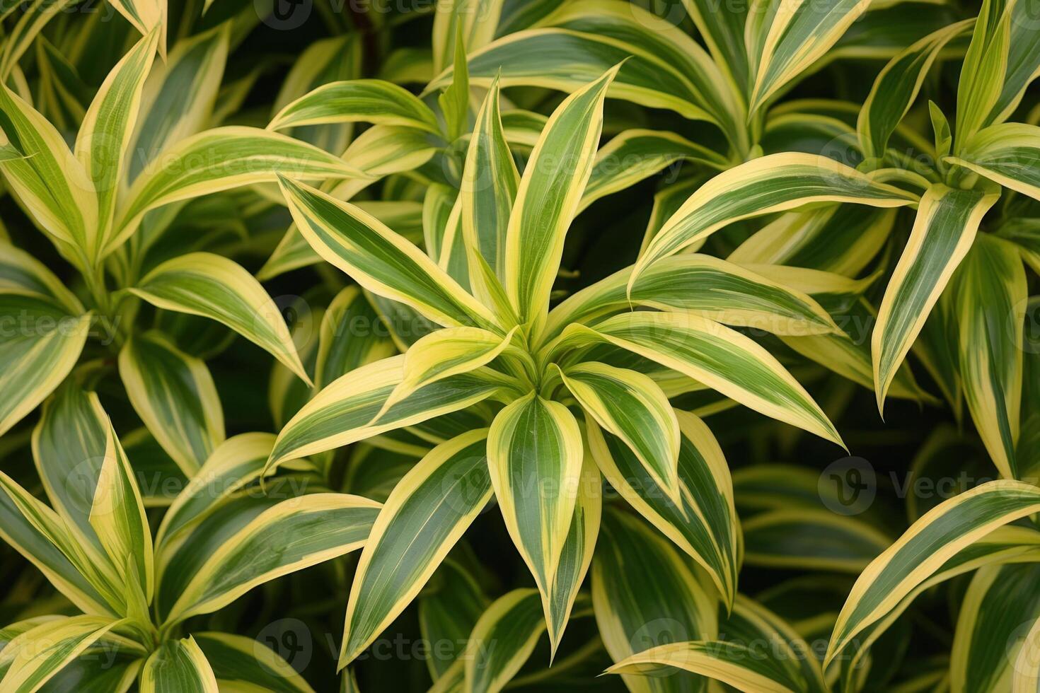 Lush green leaves with variegated patterns. photo