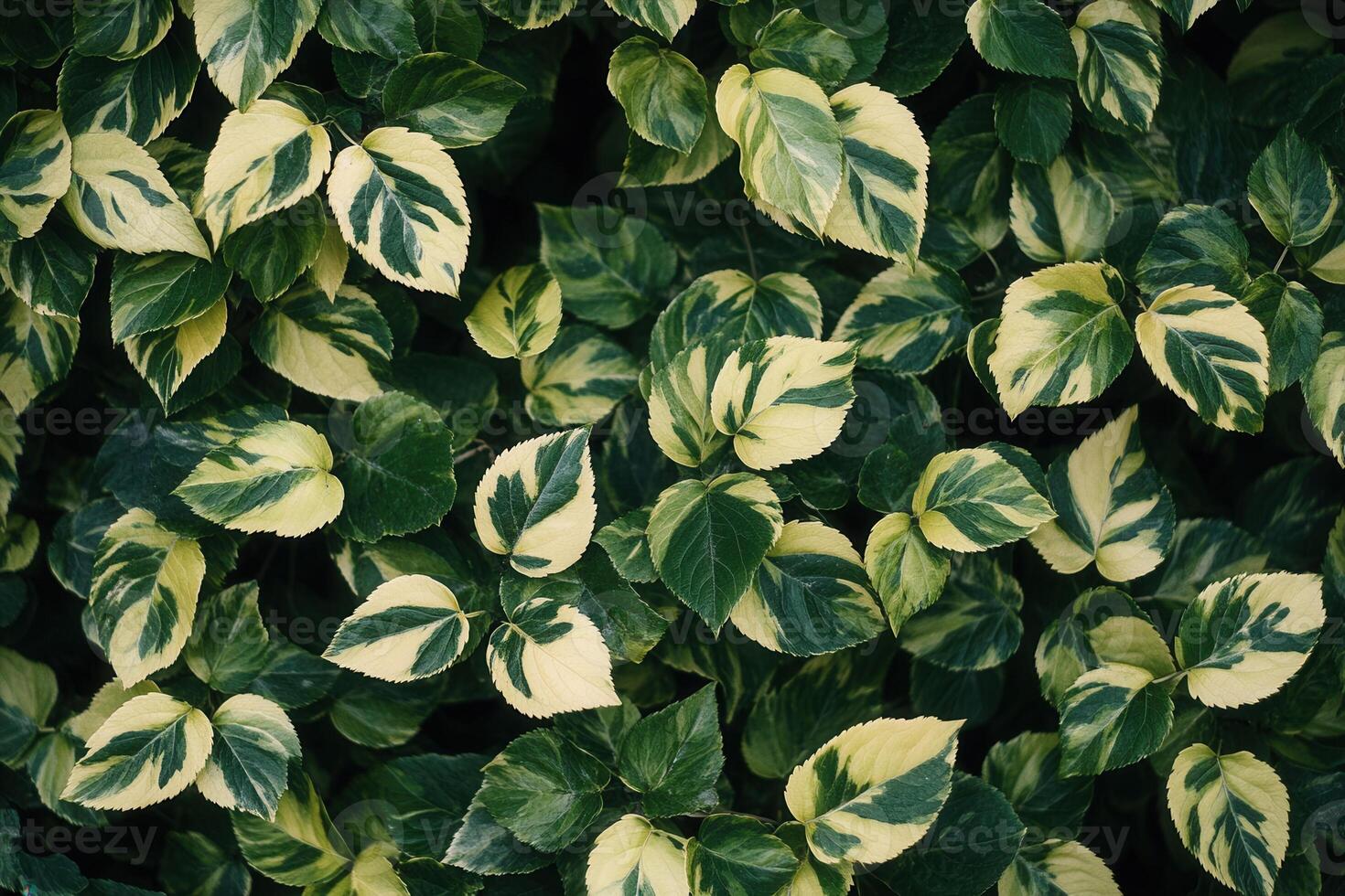 Lush green leaves with variegated patterns. photo