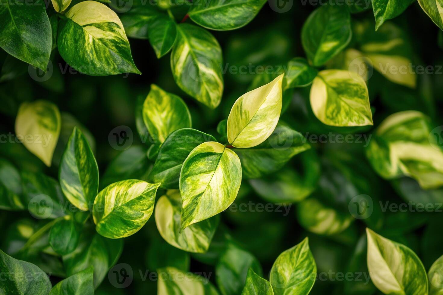 Lush green leaves with variegated patterns. photo