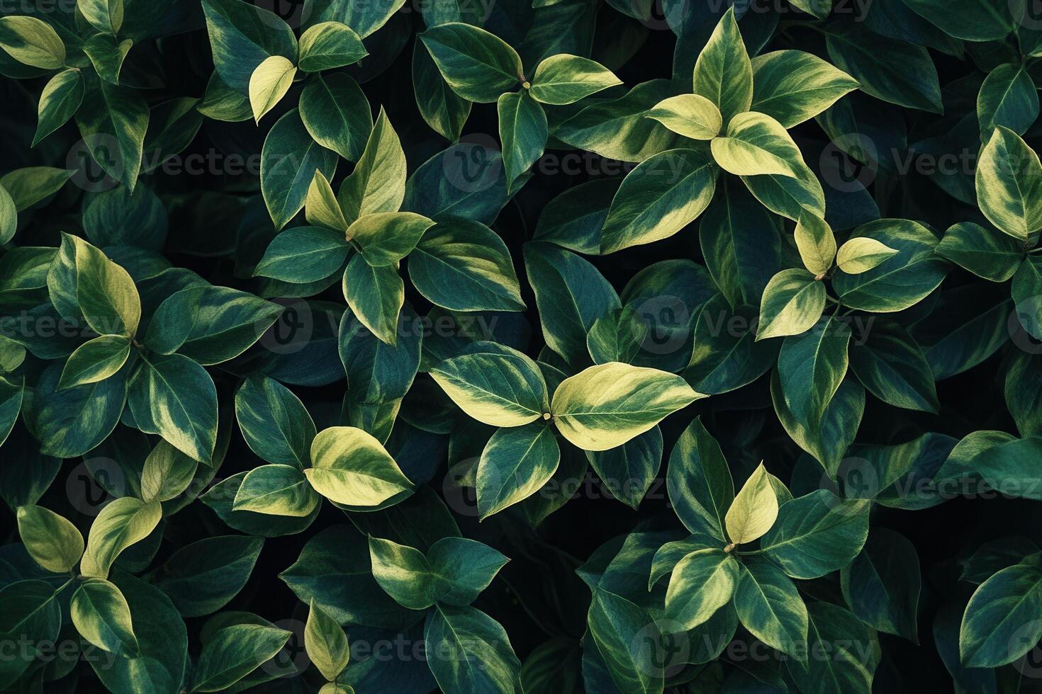 Lush green leaves with variegated patterns. photo