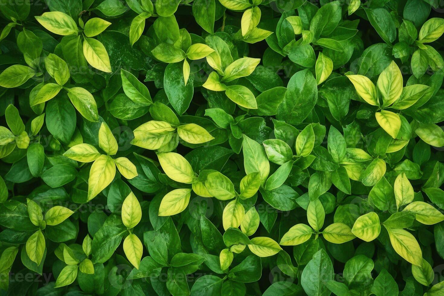 Lush green leaves with varying shades of yellow. photo