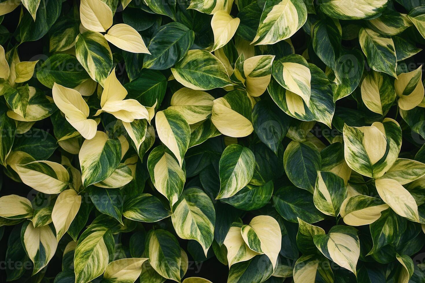 Lush green leaves with variegated patterns. photo