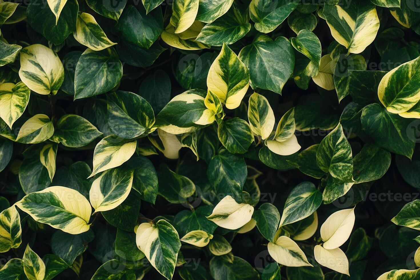 Lush green leaves with variegated patterns. photo