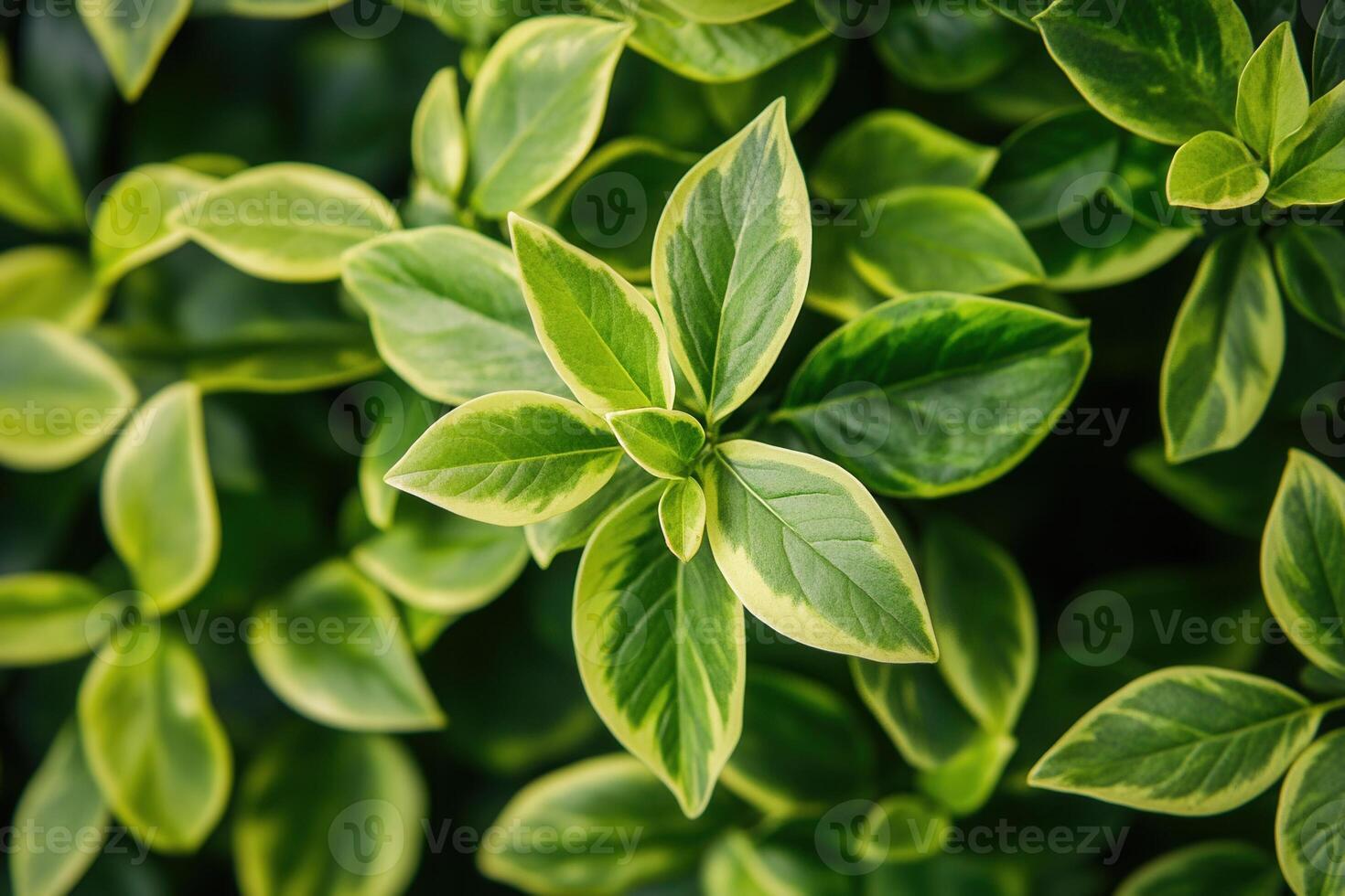 Lush green leaves with variegated patterns. photo