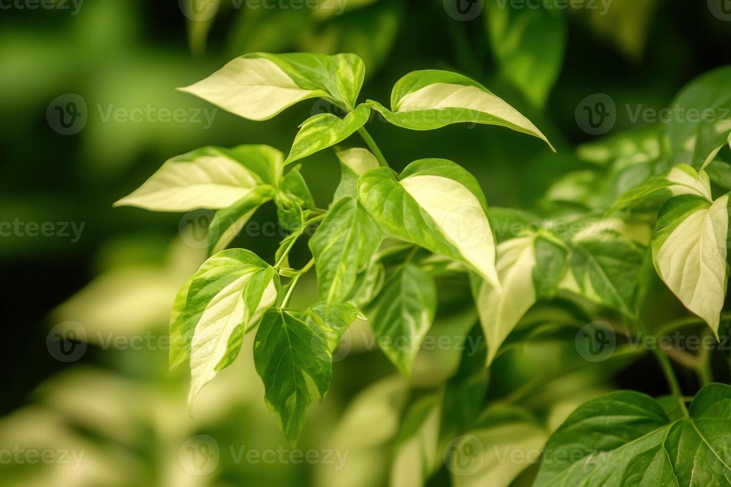Lush green leaves with variegated patterns. photo