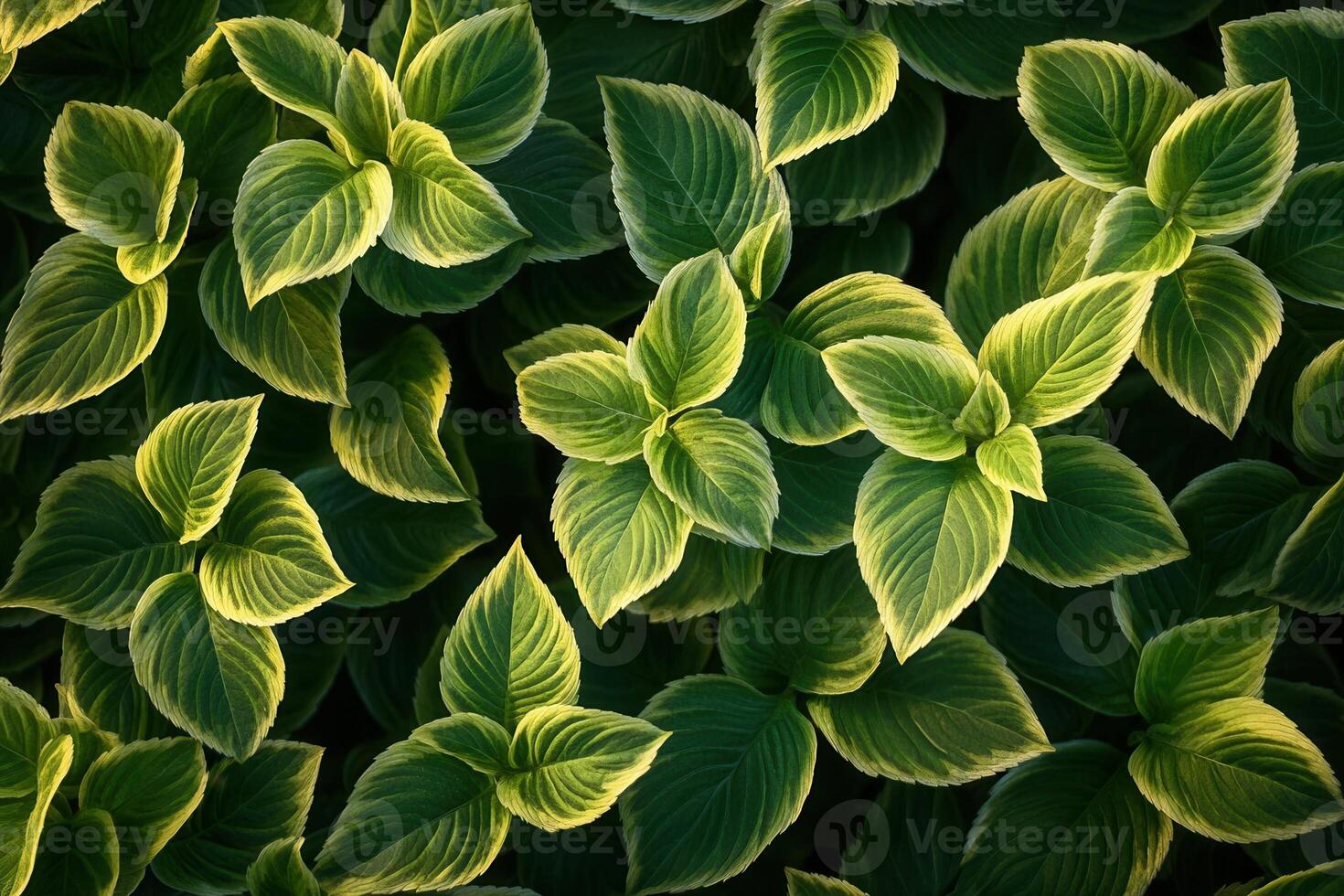 Lush green leaves with vibrant patterns and textures. photo