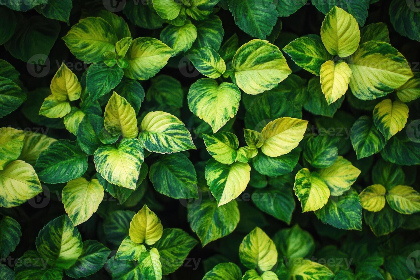 Lush green leaves with vibrant patterns and textures. photo