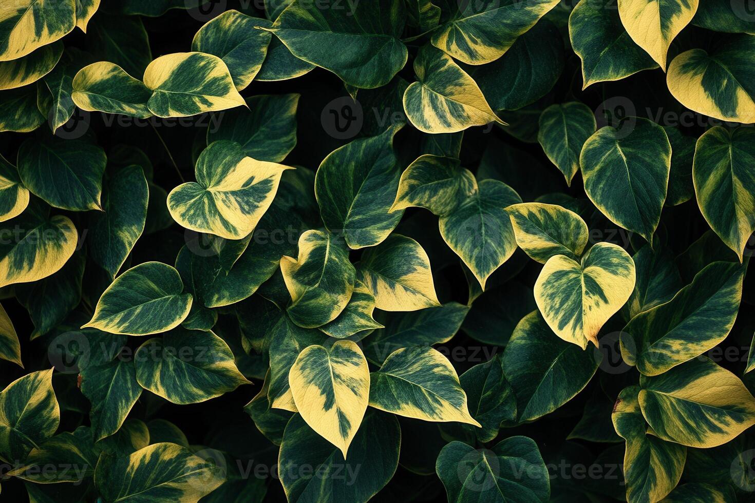 Lush green leaves with yellow variegation in a dense arrangement. photo