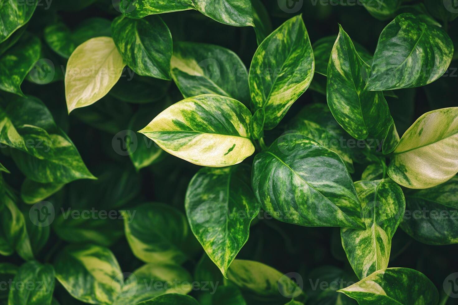 Lush green leaves with variegated patterns. photo