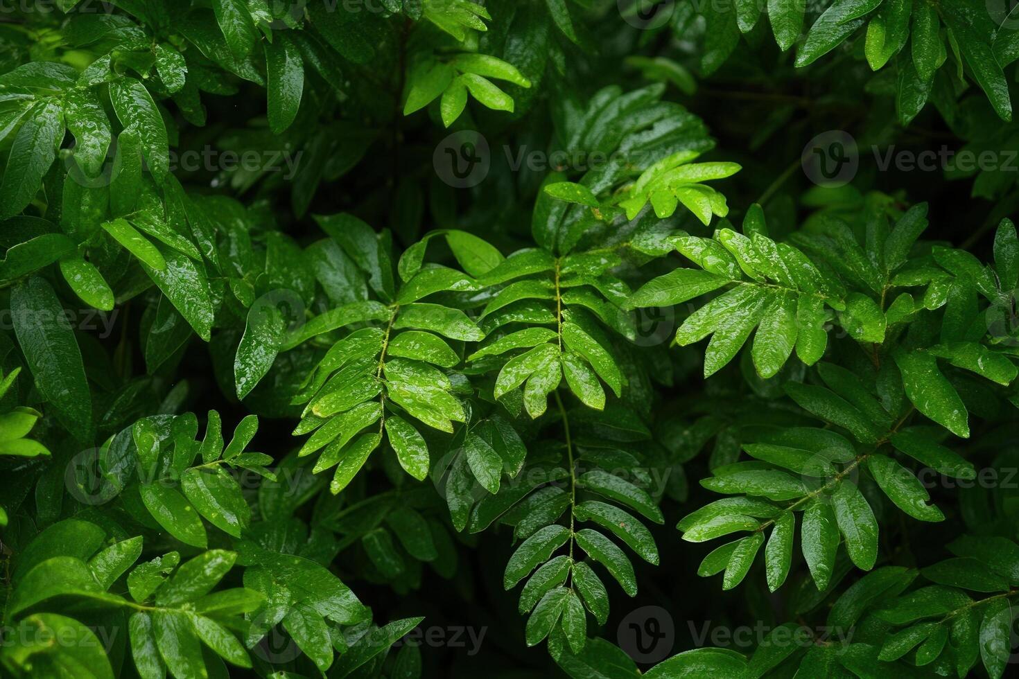 Lush green leaves with droplets of water. photo