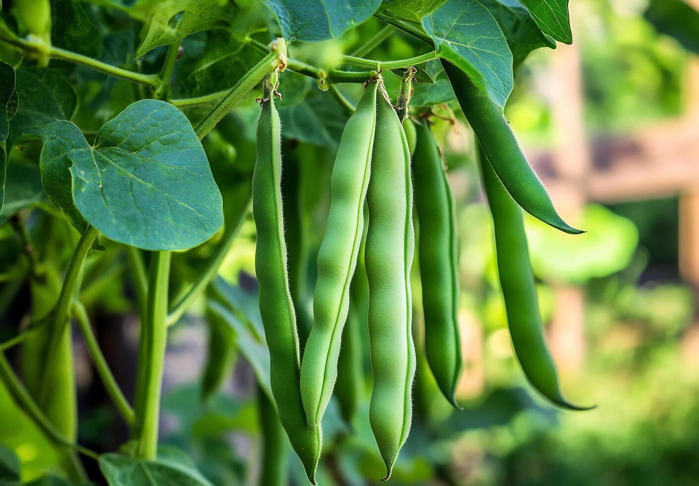 Green beans growing on a plant photo