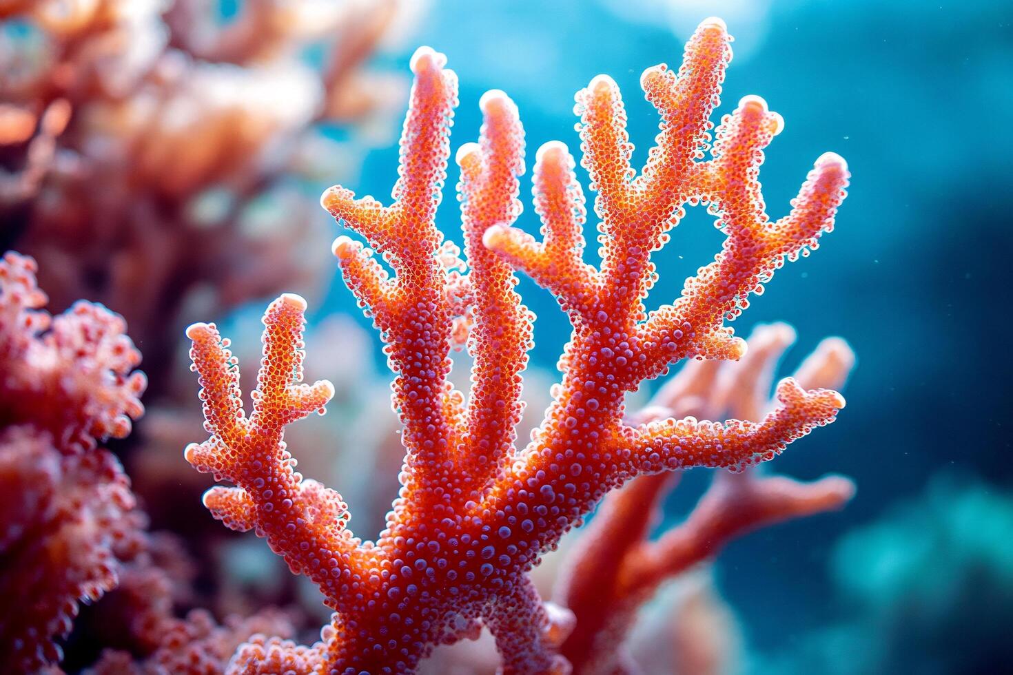 A coral is shown in the ocean photo