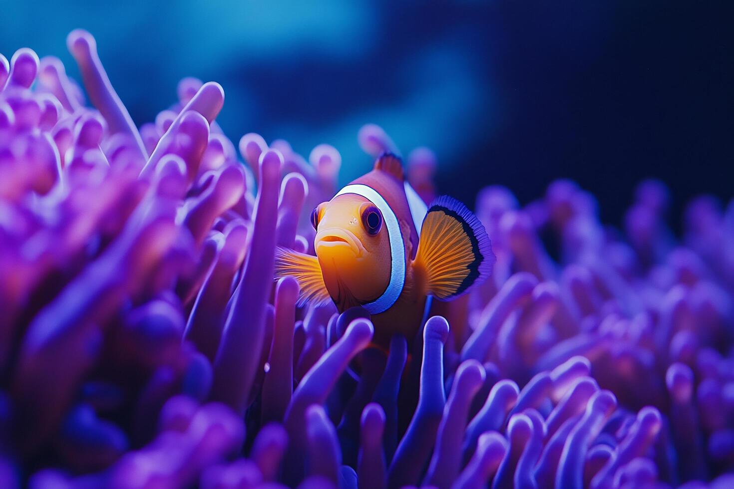 Anemone fish in purple sea anemone photo