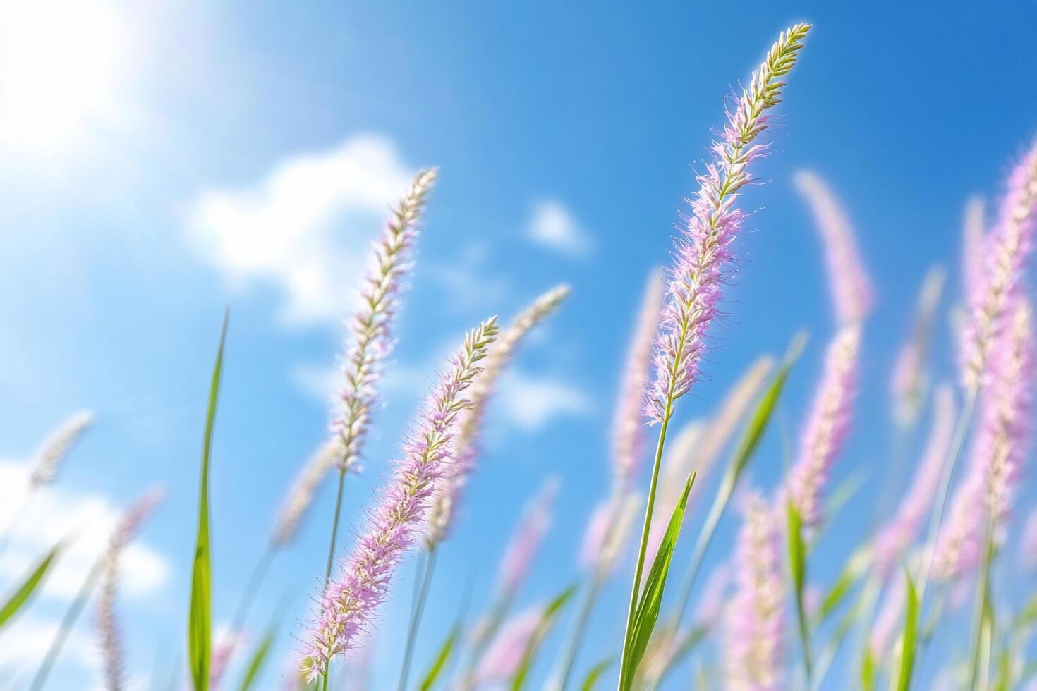 Pink grass against blue sky photo