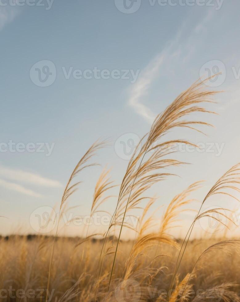 Golden grasses sway gently in the warm sunlight of a late afternoon field photo