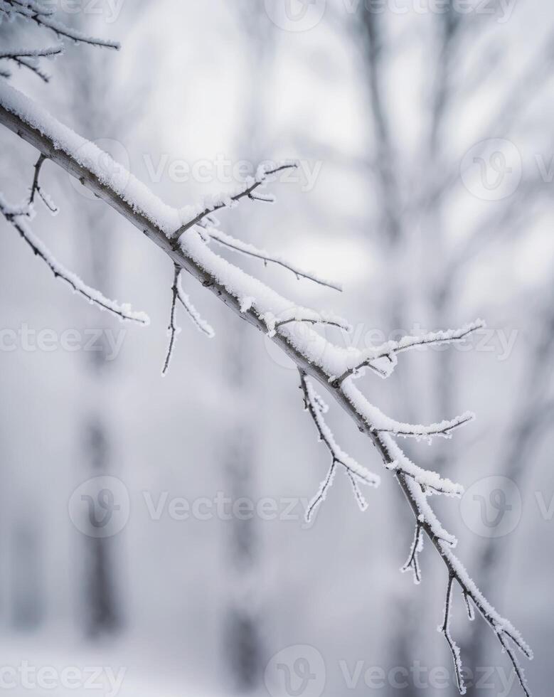 A snow covered tree branch with frost on it photo