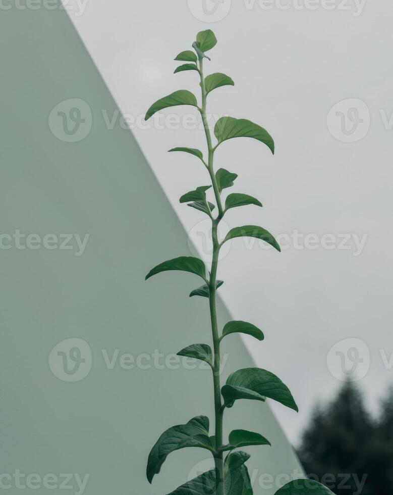 Green Growth Represents Upward Trend In Nature photo
