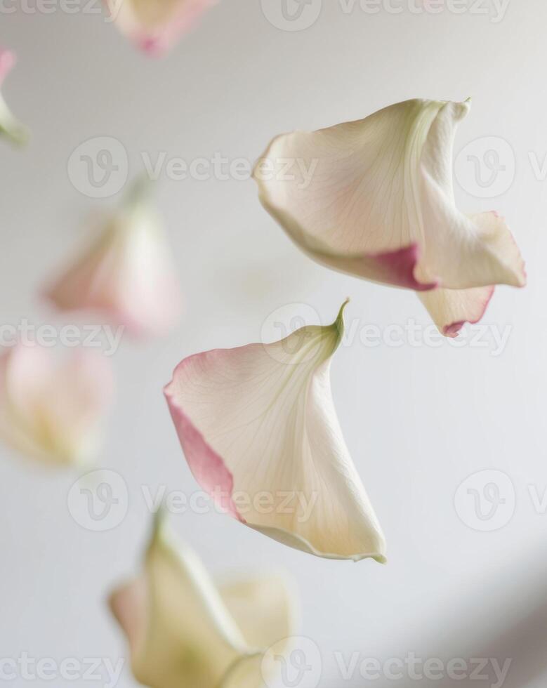 Close up of the elegant posture of rose petals floating at a macro level photo