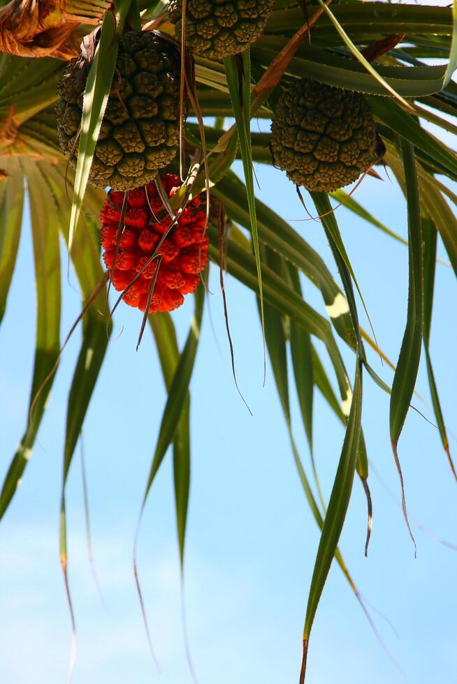 A close up of a fruit hanging from a palm tree photo
