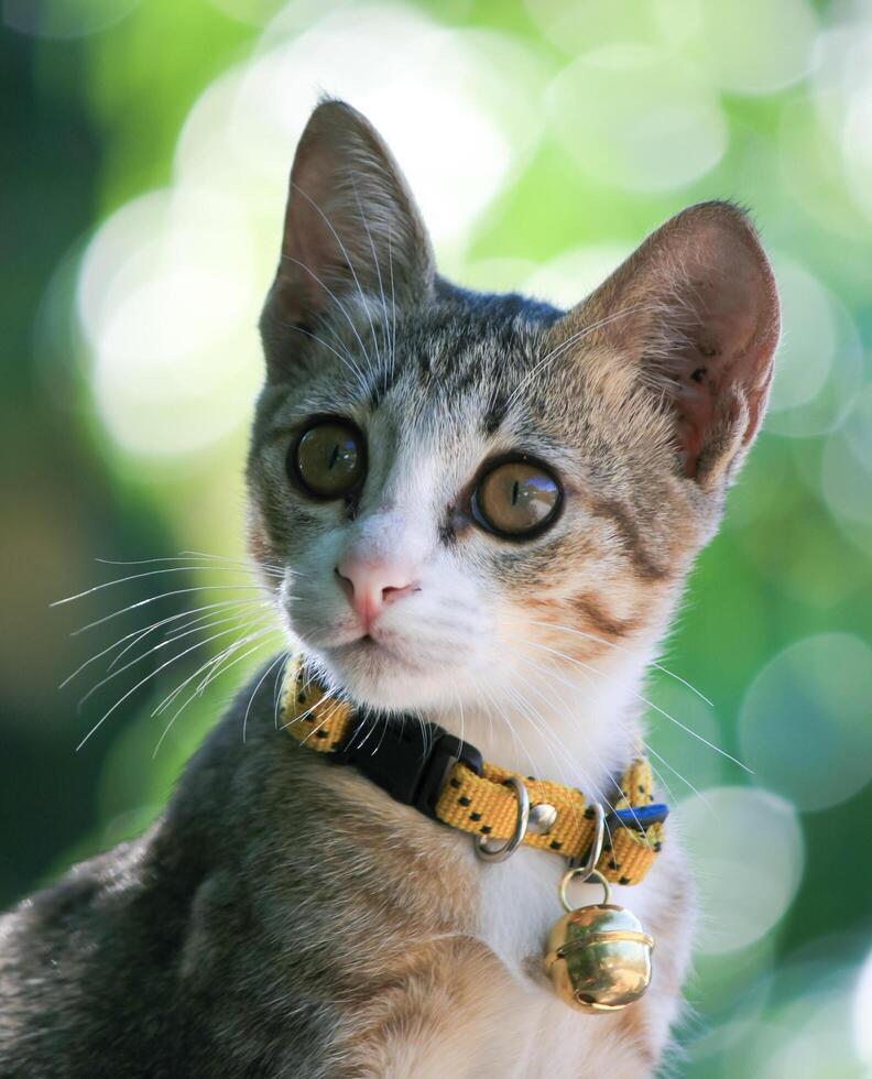 A cat with a collar on photo