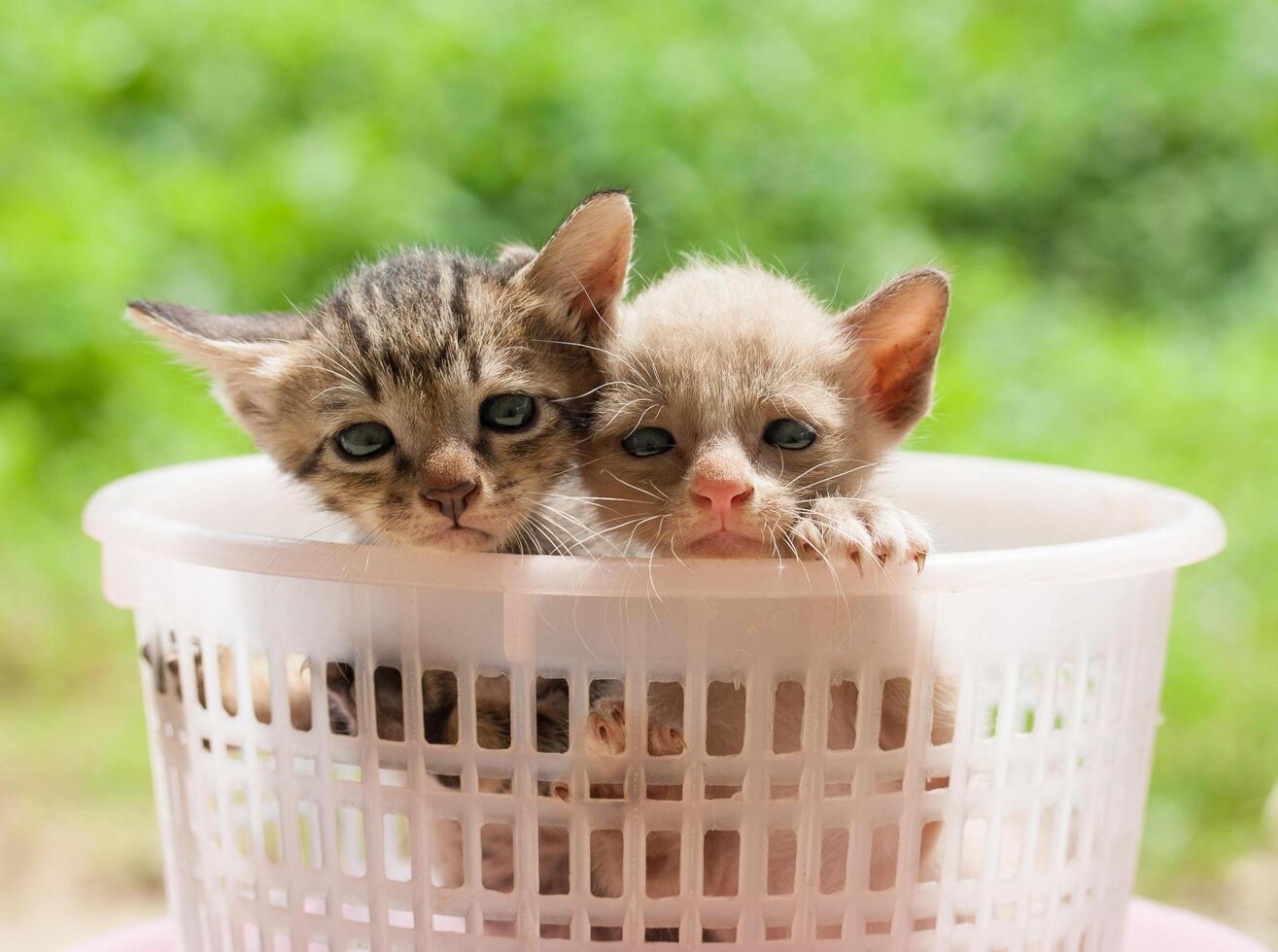Two kittens in a basket photo
